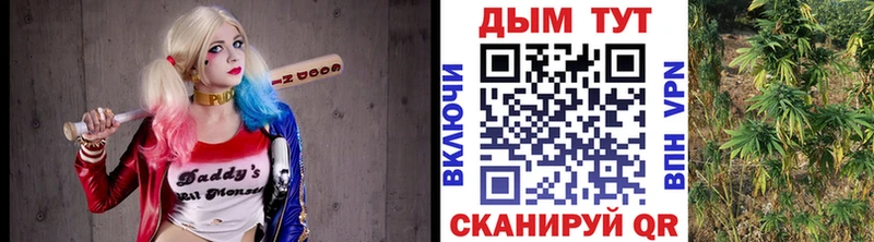 Каннабис сатива  Энем 